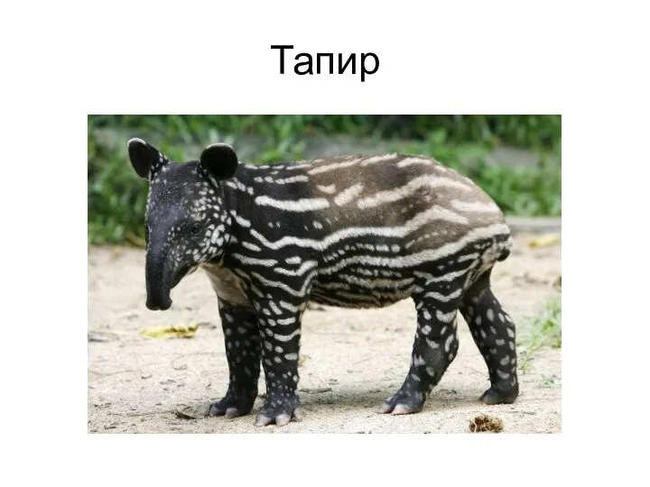 Тапир