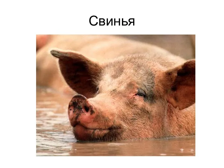 Свинья