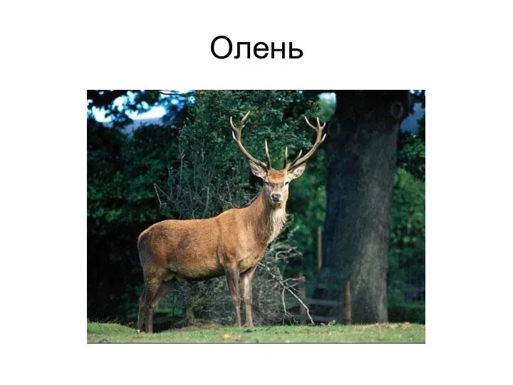 Олень