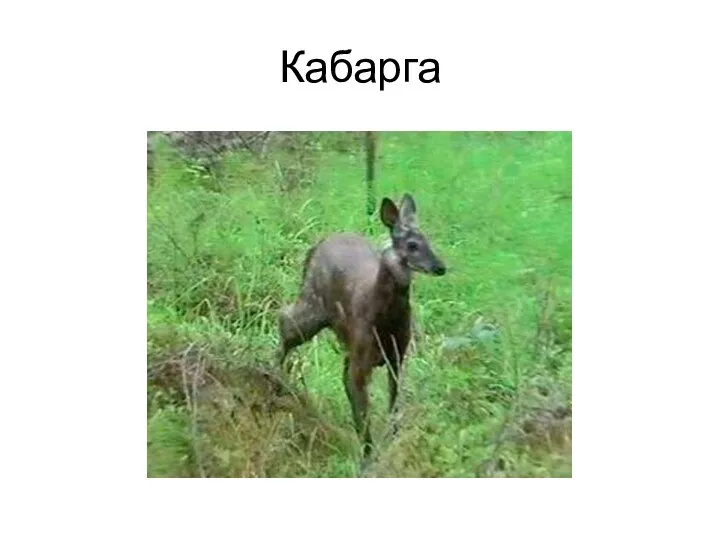 Кабарга