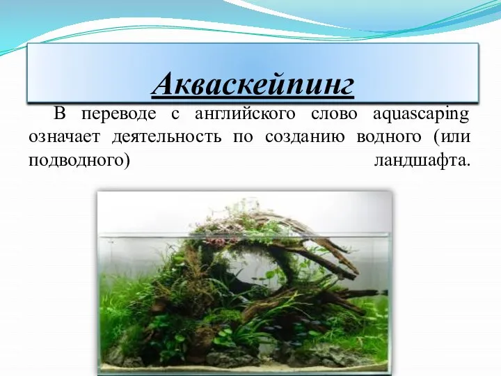 Акваскейпинг В переводе с английского слово aquascaping означает деятельность по созданию водного (или подводного) ландшафта.