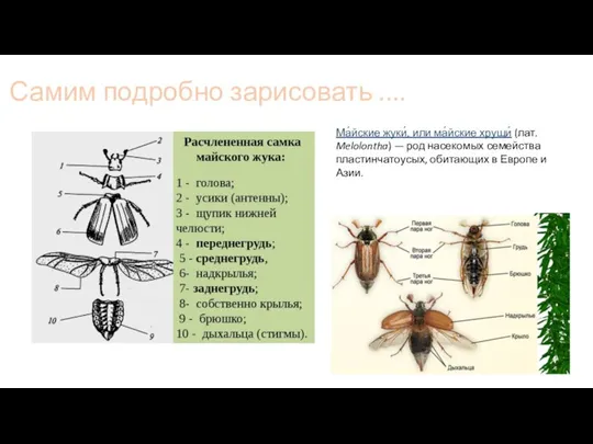 Самим подробно зарисовать .... Ма́йские жуки́, или ма́йские хрущи́ (лат. Melolontha) —