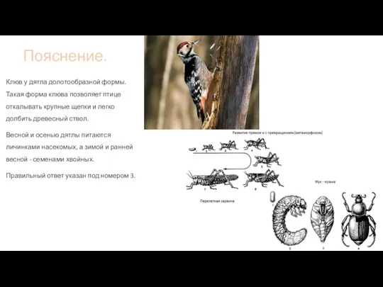 Пояснение. Клюв у дятла долотообразной формы. Такая форма клюва позволяет птице откалывать