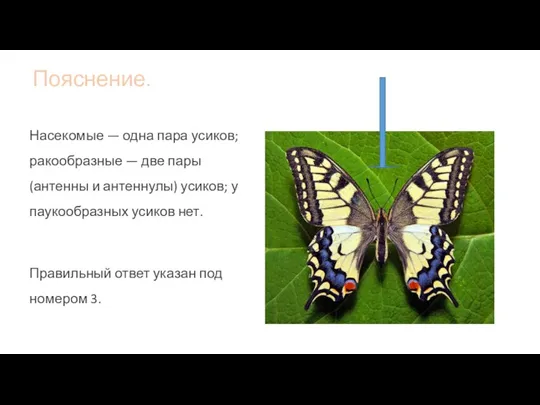 Пояснение. Насекомые — одна пара усиков; ракообразные — две пары (антенны и