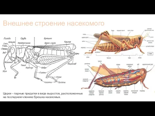 Внешнее строение насекомого Церки – парные придатки в виде выростов, расположенные на последнем членике брюшка насекомых.