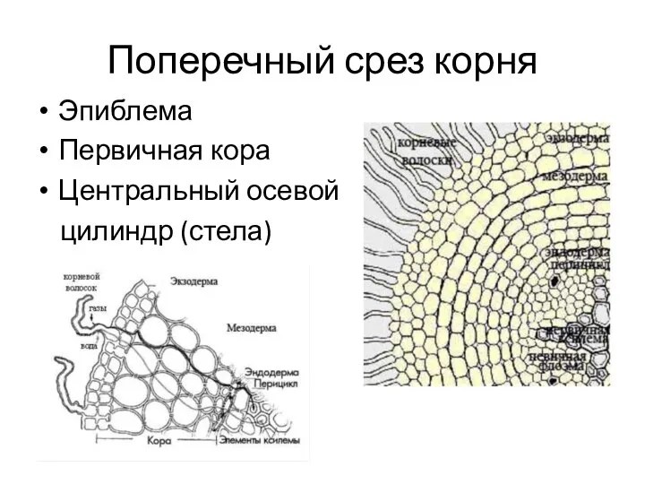 Поперечный срез корня Эпиблема Первичная кора Центральный осевой цилиндр (стела)