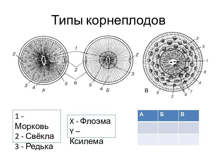 Типы корнеплодов 1 - Морковь 2 - Свёкла 3 - Редька X