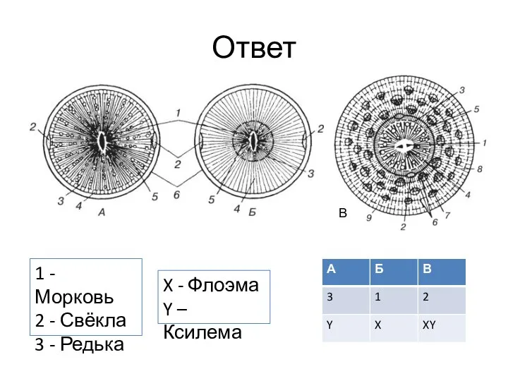 Ответ 1 - Морковь 2 - Свёкла 3 - Редька X -