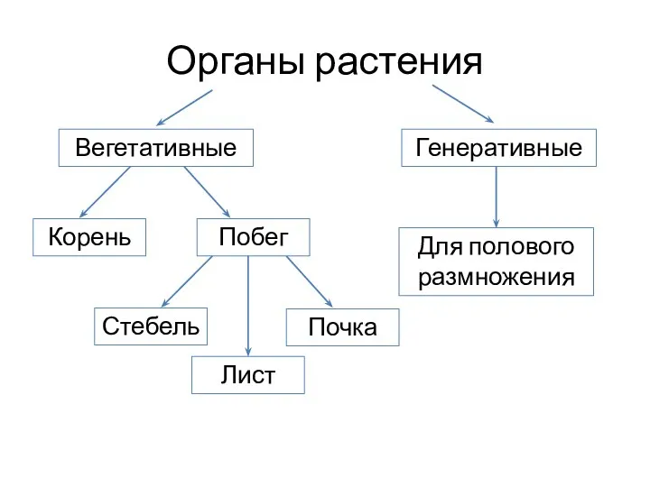 Органы растения Вегетативные Генеративные Корень Побег Для полового размножения Стебель Лист Почка