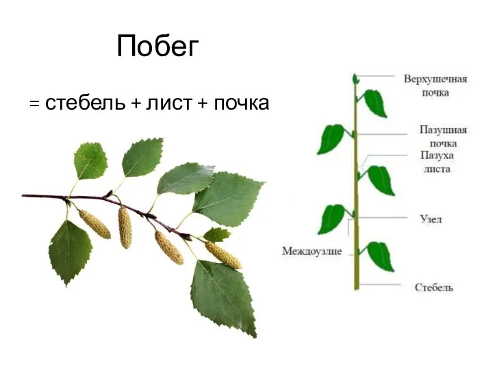 Побег = стебель + лист + почка