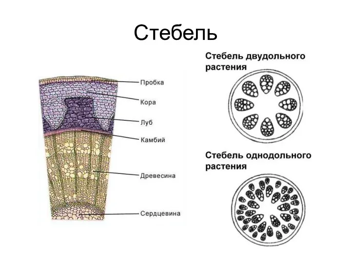 Стебель