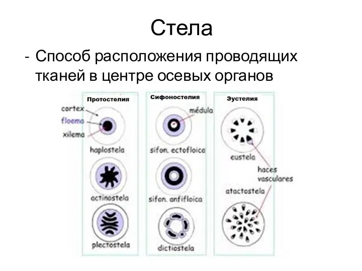 Стела Способ расположения проводящих тканей в центре осевых органов