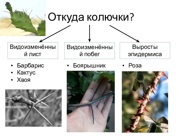 Откуда колючки? Видоизменённый лист Видоизменённый побег Выросты эпидермиса Барбарис Кактус Хвоя Боярышник Роза