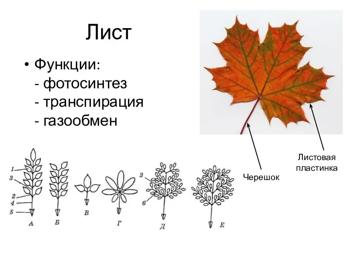 Лист Функции: - фотосинтез - транспирация - газообмен Листовая пластинка Черешок