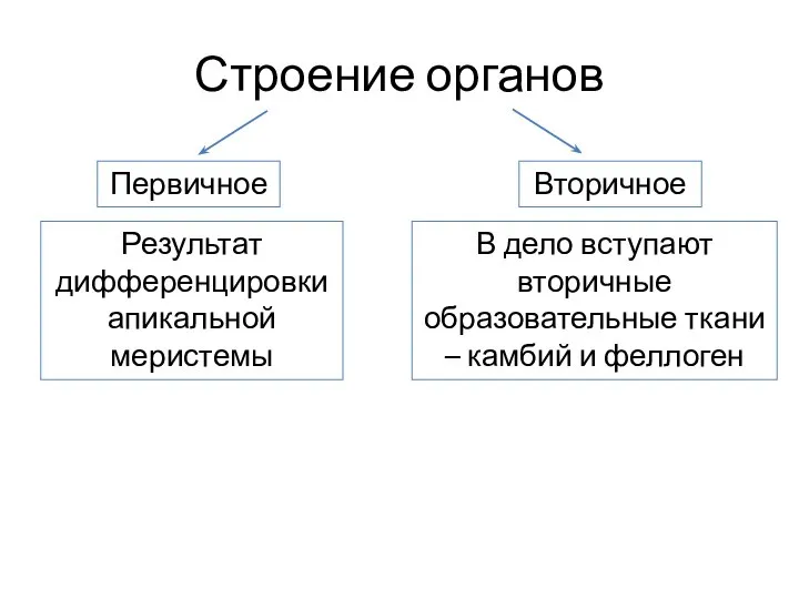 Строение органов Первичное Вторичное Результат дифференцировки апикальной меристемы В дело вступают вторичные