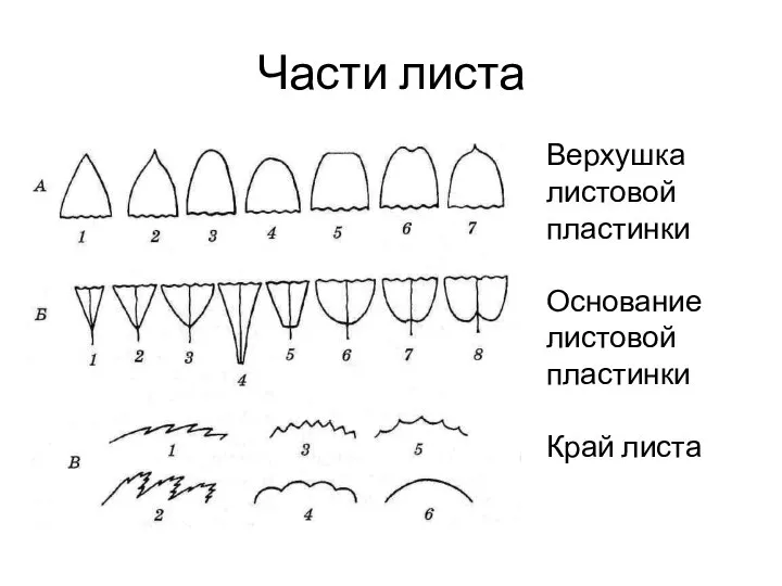 Части листа Верхушка листовой пластинки Основание листовой пластинки Край листа