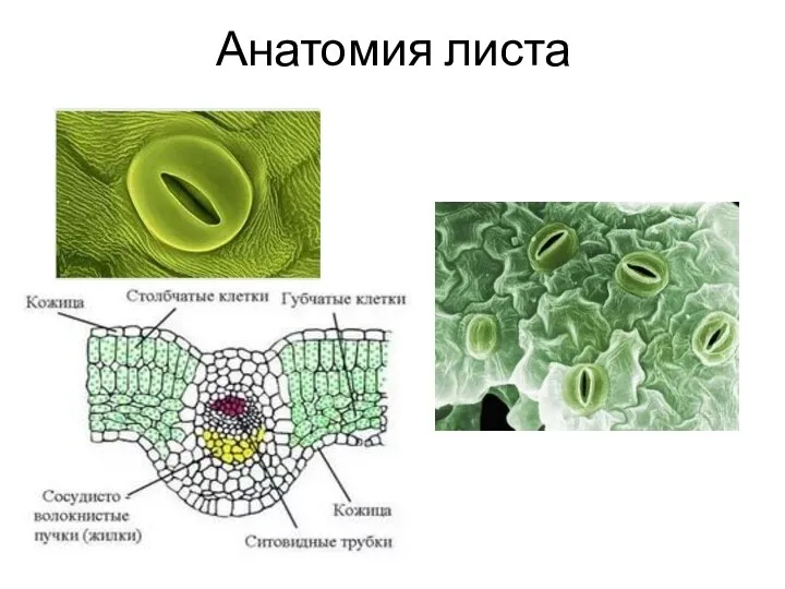 Анатомия листа