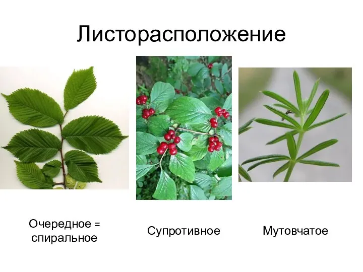 Листорасположение Супротивное Мутовчатое Очередное = спиральное