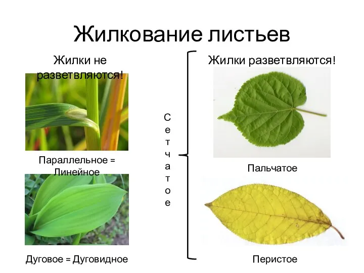 Жилкование листьев Жилки не разветвляются! Параллельное = Линейное Дуговое = Дуговидное Жилки разветвляются! Пальчатое Перистое Сетчатое