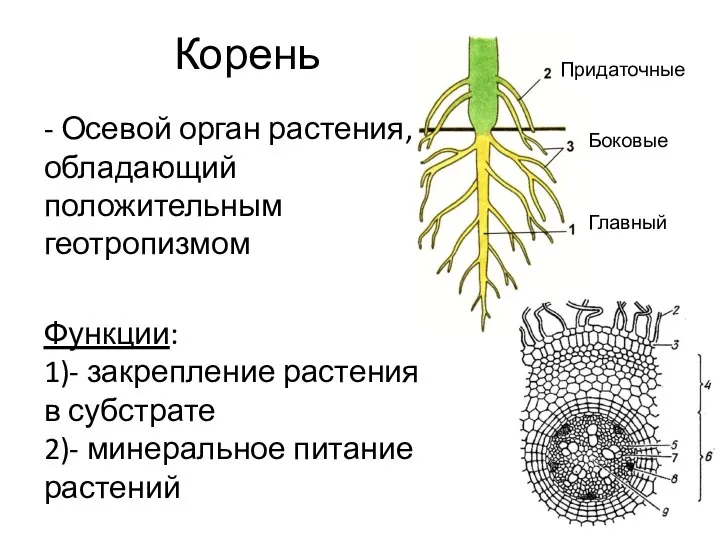 Корень - Осевой орган растения, обладающий положительным геотропизмом Функции: 1)- закрепление растения