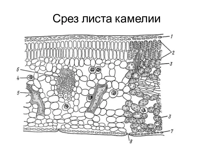 Срез листа камелии