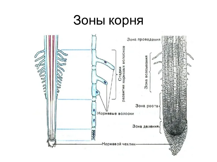 Зоны корня