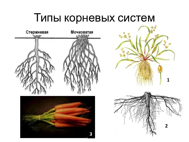 Типы корневых систем 1 2 3