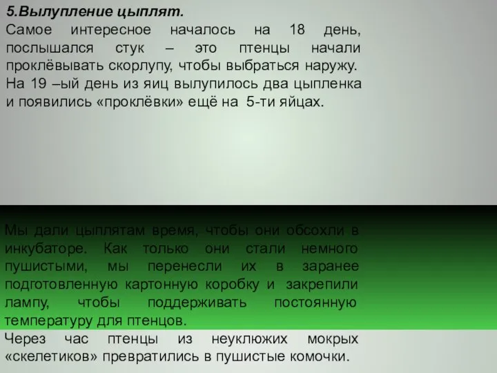 5.Вылупление цыплят. Самое интересное началось на 18 день, послышался стук – это