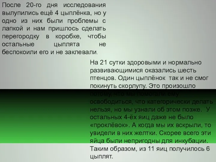 После 20-го дня исследования вылупились ещё 4 цыплёнка, но у одно из