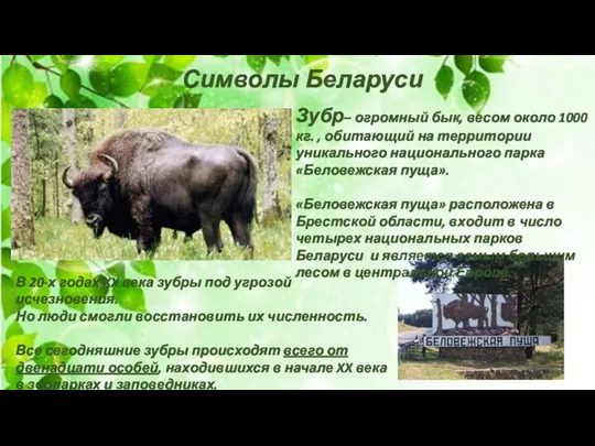 Символы Беларуси Зубр– огромный бык, весом около 1000 кг. , обитающий на