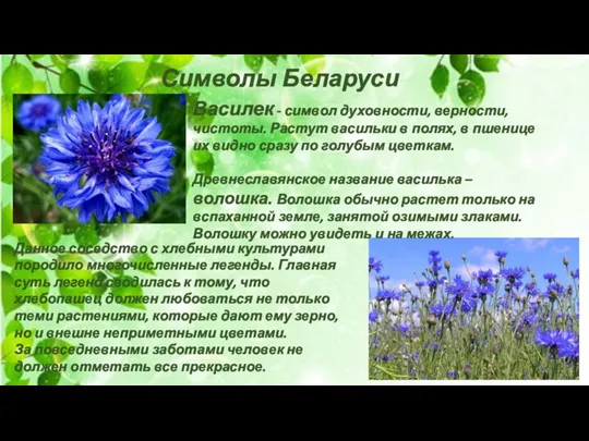 Символы Беларуси Василек - символ духовности, верности, чистоты. Растут васильки в полях,