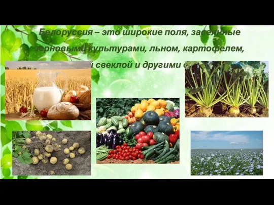 Белоруссия – это широкие поля, засеянные зерновыми культурами, льном, картофелем, сахарной свеклой и другими овощами.