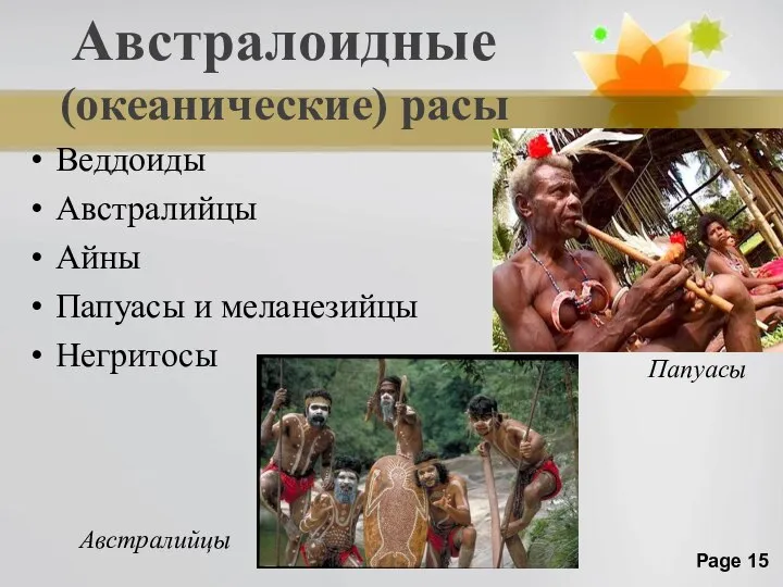 Австралоидные (океанические) расы Веддоиды Австралийцы Айны Папуасы и меланезийцы Негритосы Папуасы Австралийцы