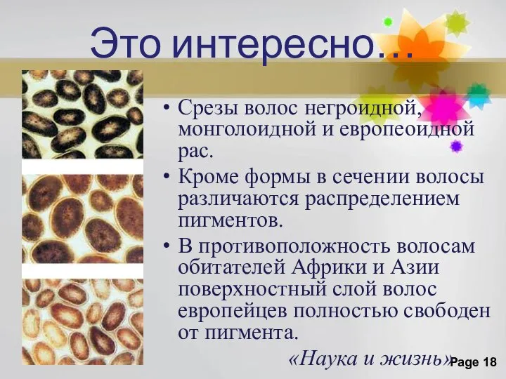 Это интересно… Срезы волос негроидной, монголоидной и европеоидной рас. Кроме формы в