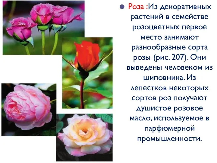 Роза :Из декоративных растений в семействе розоцветных первое место занимают разнообразные сорта