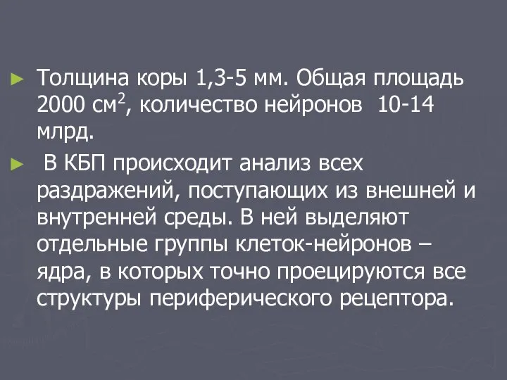 Толщина коры 1,3-5 мм. Общая площадь 2000 см2, количество нейронов 10-14 млрд.