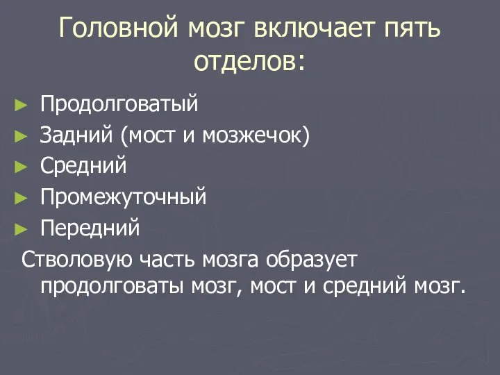 Головной мозг включает пять отделов: Продолговатый Задний (мост и мозжечок) Средний Промежуточный