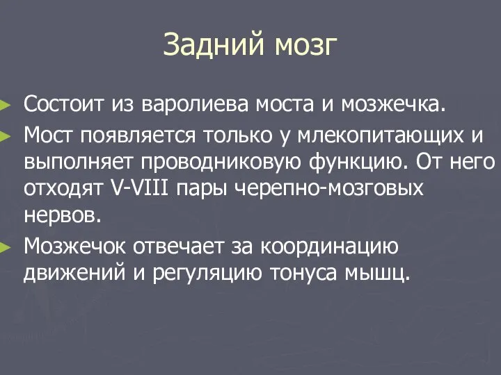 Задний мозг Состоит из варолиева моста и мозжечка. Мост появляется только у