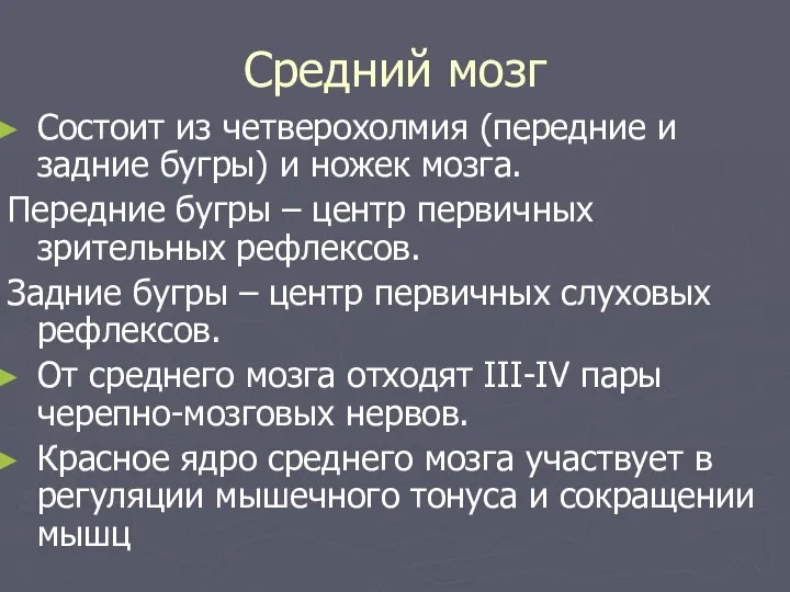 Средний мозг Состоит из четверохолмия (передние и задние бугры) и ножек мозга.