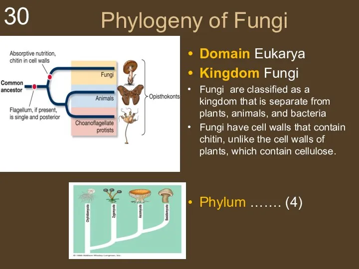 Phylogeny of Fungi Domain Eukarya Kingdom Fungi Fungi are classified as a