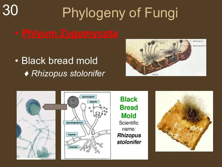 Phylogeny of Fungi Phlyum Zygomycota Black bread mold Rhizopus stolonifer