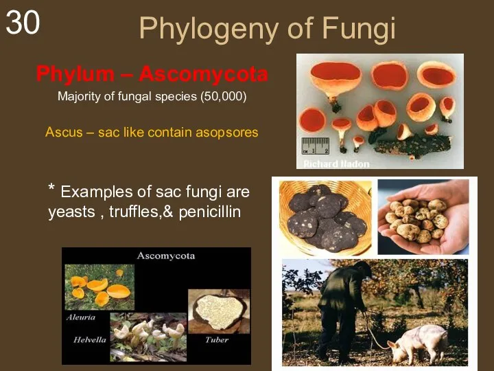 Phylogeny of Fungi Phylum – Ascomycota Majority of fungal species (50,000) Ascus