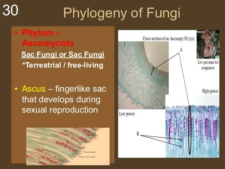 Phylogeny of Fungi Phylum – Ascomycota Sac Fungi or Sac Fungi *Terrestrial