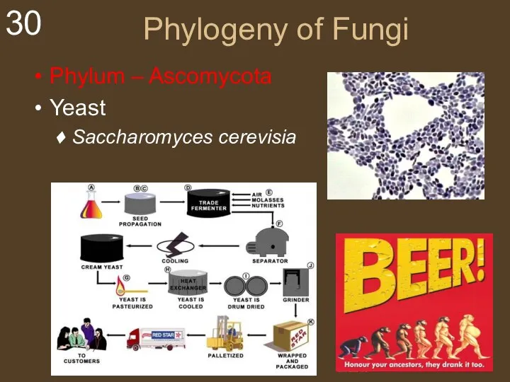 Phylogeny of Fungi Phylum – Ascomycota Yeast Saccharomyces cerevisia