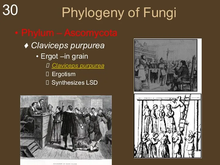 Phylogeny of Fungi Phylum – Ascomycota Claviceps purpurea Ergot –in grain Claviceps purpurea Ergotism Synthesizes LSD