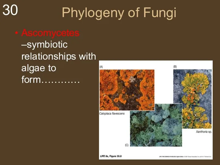 Phylogeny of Fungi Ascomycetes –symbiotic relationships with algae to form…………