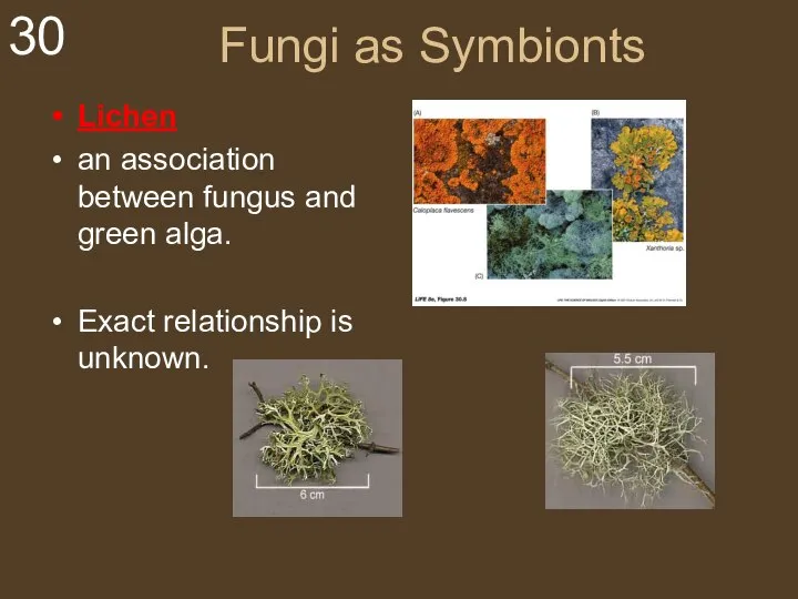 Fungi as Symbionts Lichen an association between fungus and green alga. Exact relationship is unknown.