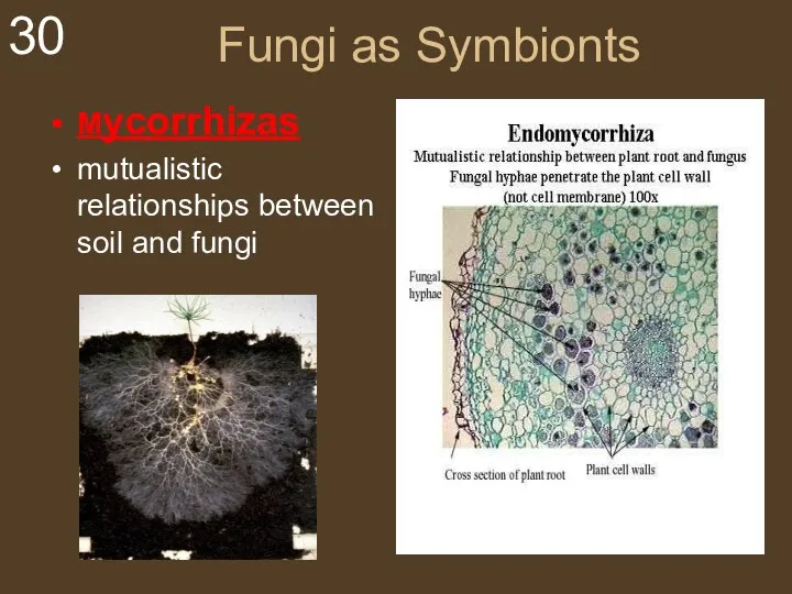 Fungi as Symbionts Mycorrhizas mutualistic relationships between soil and fungi