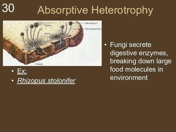 Absorptive Heterotrophy Ex: Rhizopus stolonifer Fungi secrete digestive enzymes, breaking down large food molecules in environment