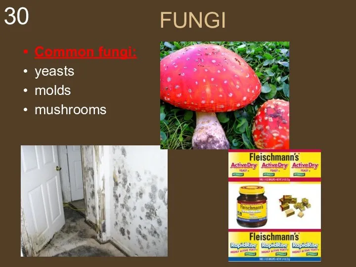 FUNGI Common fungi: yeasts molds mushrooms